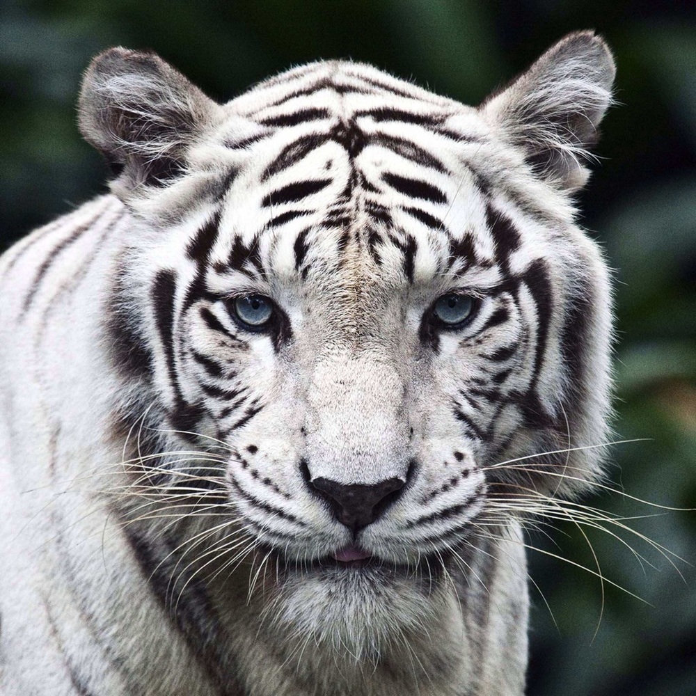 Meet your Tigress